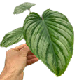 4" Philodendron Mamei